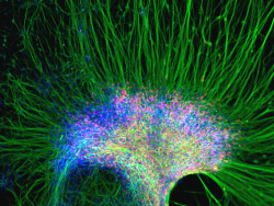 currentsinbiology:  A cluster of neural cells derived from human embryonic stem cells in the lab of University of Wisconsin-Madison stem cell researcher and neurodevelopmental biologist Su-Chun Zhang. The motor neurons are shown in red; neural fibers