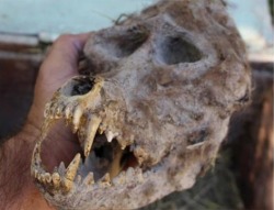 sixpenceee:  A Bulgarian born farmer, Trayche Draganov, claims to have found a box, chained shut, containing a werewolf-like skull while ploughing a new section of field in the village of Novo Selo, Republic of Macedonia. While some take his word for