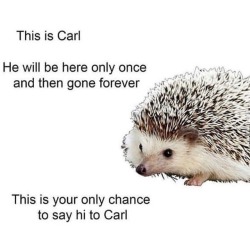 danguy96: Hi, Carl.