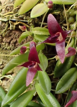 orchid-a-day:  Bulbophyllum macphersoniiSyn.: Bulbophyllum purpurascens; Osyricea purpurascens; Blepharochilum macphersonii; Diphyes purpurascensNovember 13, 2018 