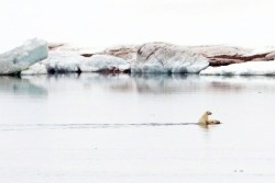 xne:  A polar bear cub and its mother swim through the Arctic Ocean in Syalbard, Norway.  Kevin Schafer 