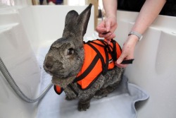 skalja:  thecuteoftheday:  Heidi the rabbit!  Heidi has arthritis in her knees and hips so to help with the pain, she swims a few times a week! Sometimes she wears a scrunchie on her ears so that they don’t get wet!  via http://imgur.com/gallery/C7wOb