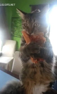 suburbanite-gangst3r:  i emotionally connect with this cat  How I feel about pizza too, my kitten friend.