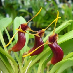 orchid-a-day: Masdevallia saltatrix December 1, 2017  