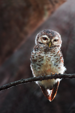 asthmas:  Spotted Owlet 