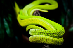 earthlynation:  Green Snake. Photo by zanthia 
