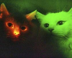 wordswithkittywitch:  luciferlaughs: Scientists have discovered how to make glow-in-the-dark cats by  inserting the jellyfish genes that create fluorescent proteins into feline eggs. I needed to check that this was real, and apparently, it is. What’s