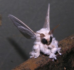 the-absolute-funniest-posts:  odditiesoflife: Venezuelan Poodle Moth The Venezuelan poodle moth was first captured on film by Dr. Arthur Anker of Bishkek, Krgyzstan, who posted all 75 photographs of his time at the Gran Sabana National Park on Flickr.