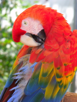 theanimalblog:  Golden Red Macaw. Photo by: they-never-look-to-see-me-fly 