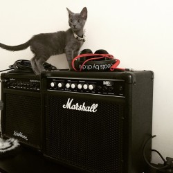 ozzy #cat #kitten #amps