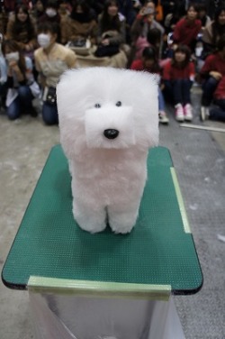 upupupuprincess:  Dog grooming show in Japan