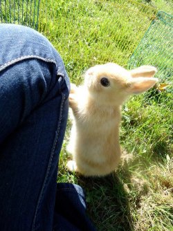 dremoranightmares:  pastel-cutie:the-buddhist-punk:thecatholicbadwolf-whowaited:ex0skeletal:In case you’re sad here are some buns.The first one is a very polite bunThey’re fucking bunNIES not bUns plz stop calling them thatchill  have some buns pls