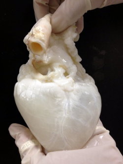 isozyme:  mountains-crush-oceans:  a decellularized “ghost” heart  aaaaaaaay extracellular matrix How cool is it that when you take all the cells out of an organ it still looks like an organ? I remember when I was in high school and still very confused