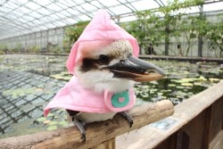 tastyrepulsorboots:  aspidelaps:  samlones:  Is that a fucking kookaburra  that is a fucking kookaburra in a rain coat with a happy frog on it  kookaburra sits in the old gum tree wearing the cutest effing coat you’ve ever seen