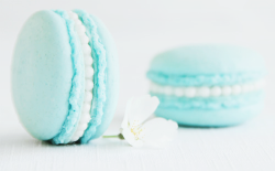 ryeou:  tiffany blue macarons (from sprinkle bakes) 