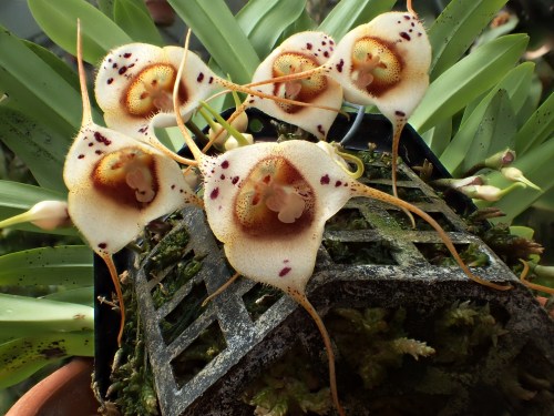 orchid-a-day:  Dracula inaequalisSyn.: Masdevallia inaequalis; Masdevallia carderi; Dracula carderiDecember 12, 2019 