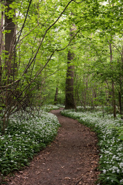 magic-spelldust:  path through wild garlic by florianpainke on Flickr.