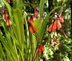 orchid-a-day: Dracula sodiroi Syn.: Masdevallia sodiroi July 29, 2019  