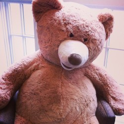 Angry Bear! #stuffed #animal #teddy #bear #madface