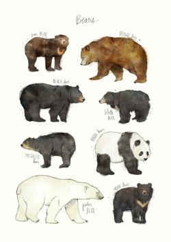 1000drawings:  Bears 		by Amy Hamilton