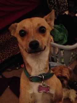 hypnoticpsychotic:  kyosoma:  amy-lou-who-916:  welc0me-tohell:  This is my dog, Lily. My sister and I bought her, without my dads permission and brought her home as a puppy about a year ago. My dad hates her, but me &amp; my 2 sisters love her to death.