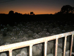 thischick25:  rainbowbarnacle:  cassidyhillmusic:  &ldquo;we heard you had trouble sleeping&rdquo;  WELL EWE HERD WRONG  This is some Courage the Cowardly Dog shit. 