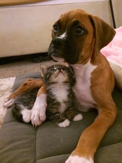 do boxers get along with cats