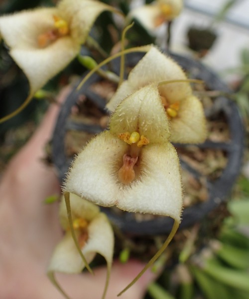 orchid-a-day:  Dracula deltoidea  June 5, 2022