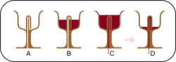 brainstatic:  historical-nonfiction:  A Pythagorean cup looks like a normal drinking cup, except that the bowl has a central column in it. It was supposedly invented by Pythagoras of Samos (yes, that one). It allows the user to fill the cup with wine