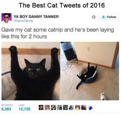 wwinterweb: The Best Cat Tweets of 2016 (see 23 more)