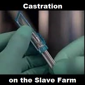 Castration Slave Master Gay 45