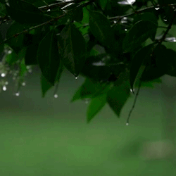 detailedart: Wet woods atmosphere ~ Petrichor : “A pleasant, distinctive smell frequently accompanying the first rain falling on parched earth after a long period of warm, dry weather.”   music of rain and thunder  | original gifset