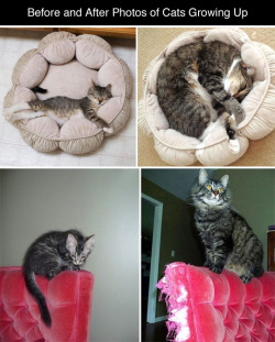 tastefullyoffensive:Before and After Photos of Cats Growing Up (photos via bored panda)Previously: Cats Using Dogs as Pillows, Puppies That Look Like Teddy Bearsu u.