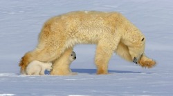 Dang kids are always underfoot (Polar Bear with her cubs)