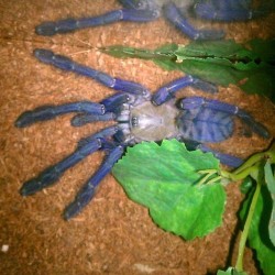 batsandspiders:  Saphirre, the singapore blue. #tarantula #spider #spiderlove