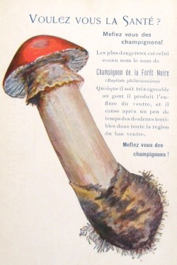 weirdvintage:  Vintage French mushroom illustration with innuendo-laden caption:   “Do You Want Good Health?Avoid mushrooms! The most dangerous is that known by the name: Black Forest Mushroom. While it is very pleasant to the taste it produces a swelling