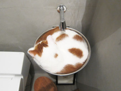 grimsbykevin:  simplydalektable:  surimistick:  at first i tought it was cappuccino  a catpuccino  a catpurrccino