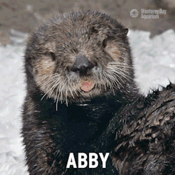 montereybayaquarium:  Furry, feisty, paw-erful—Otter Girl! For Sea Otter Awareness Week, let’s meet Abby! Rescued as a newborn in July ‘07 by the Santa Barbara Marine Mammal Rescue Center, Abby was raised at SeaWorld Sand Diego. In June &lsquo;12,