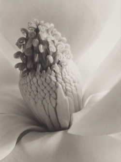 kafkasapartment: Magnolia Blossom, Tower of Jewels, 1925. Imogen Cunningham. Platinum Print