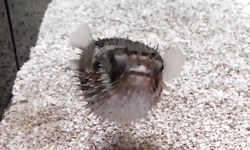 tinybed: seatrench:  A Pufferfish inflating itself by rapidly intaking water (source)   dance fuckor dance…….. like you never had a chance……… 