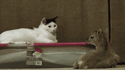 thefingerfuckingfemalefury:  HELLO FRIEND EVEN THOUGH YOU ARE NOT CAT YOU ARE STILL GOOD YES HERE WHEN HUMANS THINK YOU ARE GOOD THEY DO THIS AND I THINK YOU ARE GOOD SO (PET PET PET) 