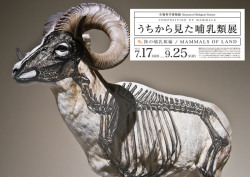 phoebemillerdesign:  Composition of Mammals by Wataru Yoshida The Composition of Mammal’s mock exhibit at the National Museum of Nature and Science, Tokyo, which studies the anatomy of mammals with displays of taxidermy and skulls.