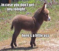 afunnypicture:  For pretty much everyone here tonight. http://bit.ly/naviineko