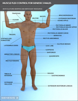 Control  and flex the muscles of your Genesis 3 Male based characters. This Add  On includes 34 Partial Body Morphs for muscularity and flexing, control  morphs for the separate body regions and a full body morph. This is also  a Merchant Resource. Compat