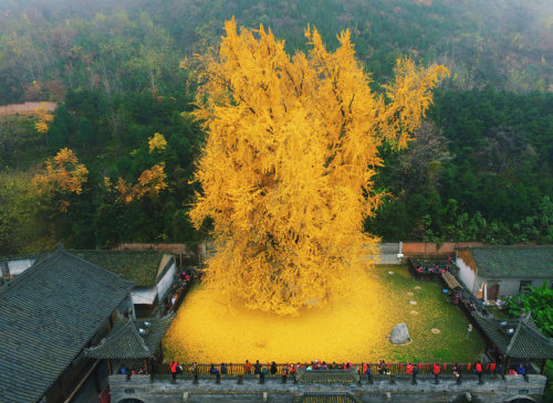 zhuanghongru:   1400 year old ginkgo tree.  地點：陝西省西安市古觀音禪寺  Photography: Han Fei   