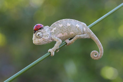 liamdryden:  animals-riding-animals:  ladybird riding chameleon  new hat 