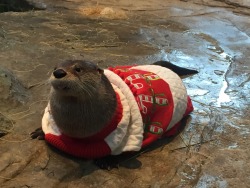 jacensolodjo: rowenamarion:  yourbrothershotfriend: REBLOG THE CHRISTMAS OTTER IN 10 SECONDS FOR BOUNTIFUL GIFTS AND A MERRY CHRISTMAS  Christmas and otters are my two favorite things. This post was made just for me.  @dreemgoat is this u 