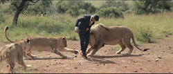 northerntendencies:  Kevin Richardson playing football with his lions, in a suit. Quite possibly the coolest man ever.