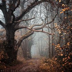 bluepueblo:  Autumn Forest, The Netherlands photo via nicky 