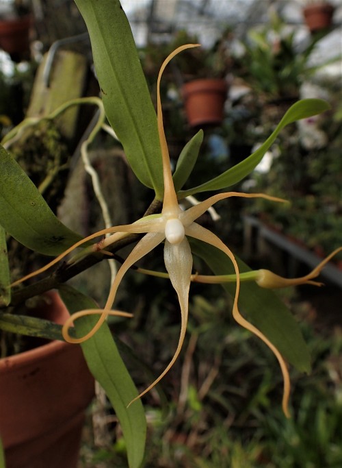 orchid-a-day:  Angraecum corrugatumSyn.: Bonniera corrugataFebruary 23, 2022